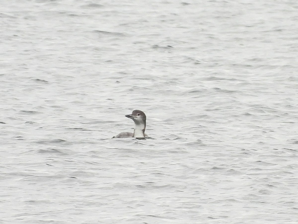 Aliota handia - ML644745420