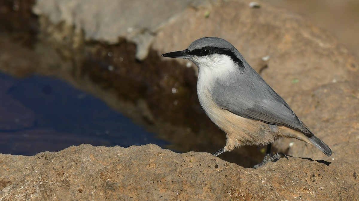 Western Rock Nuthatch - ML644745430