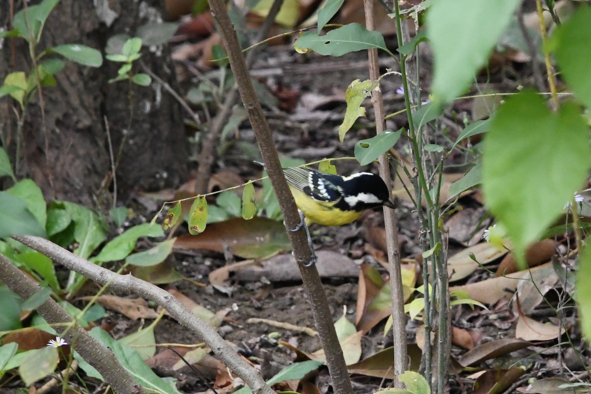 Yellow-bellied Tit - ML644745432