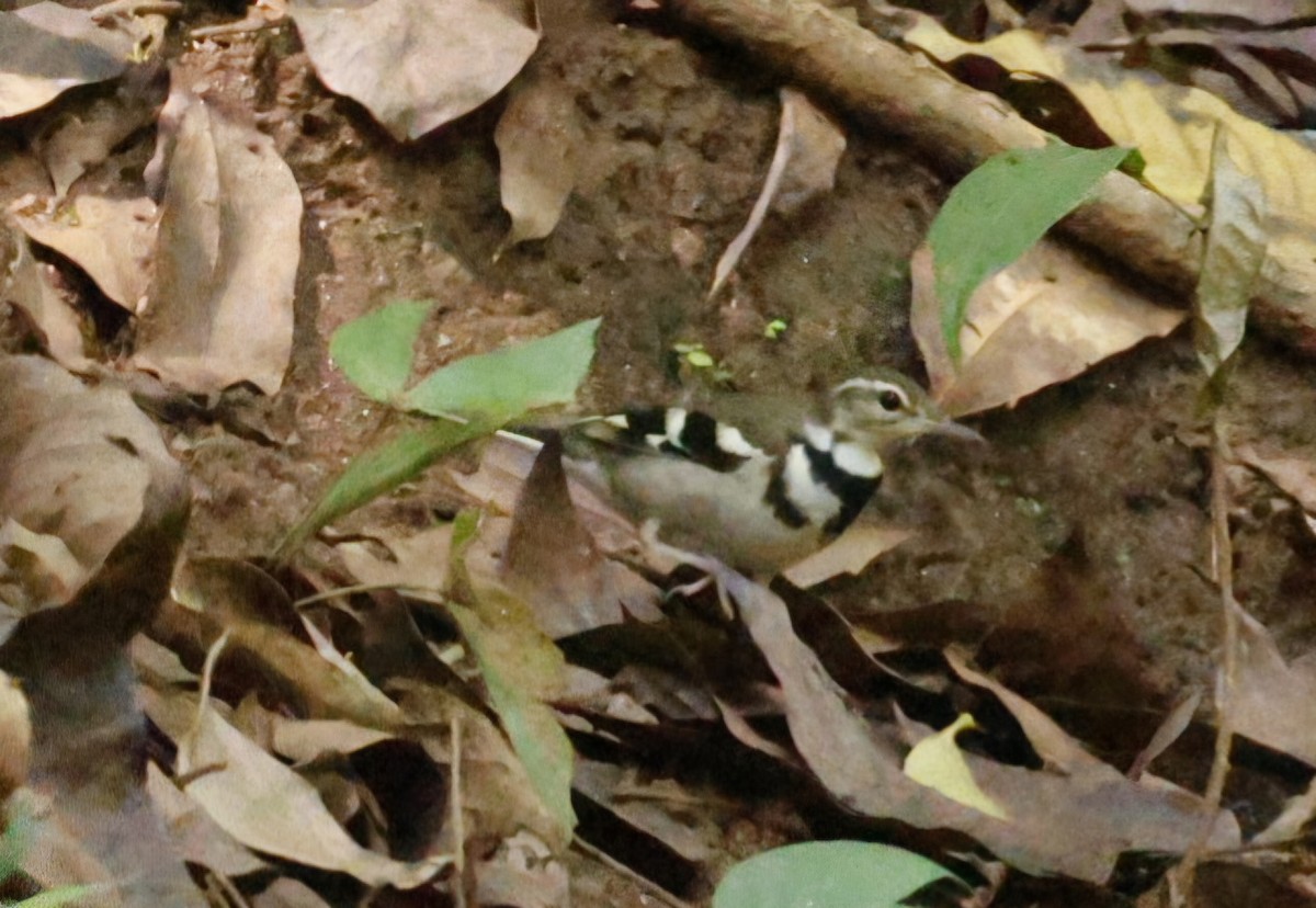 Forest Wagtail - ML644745434