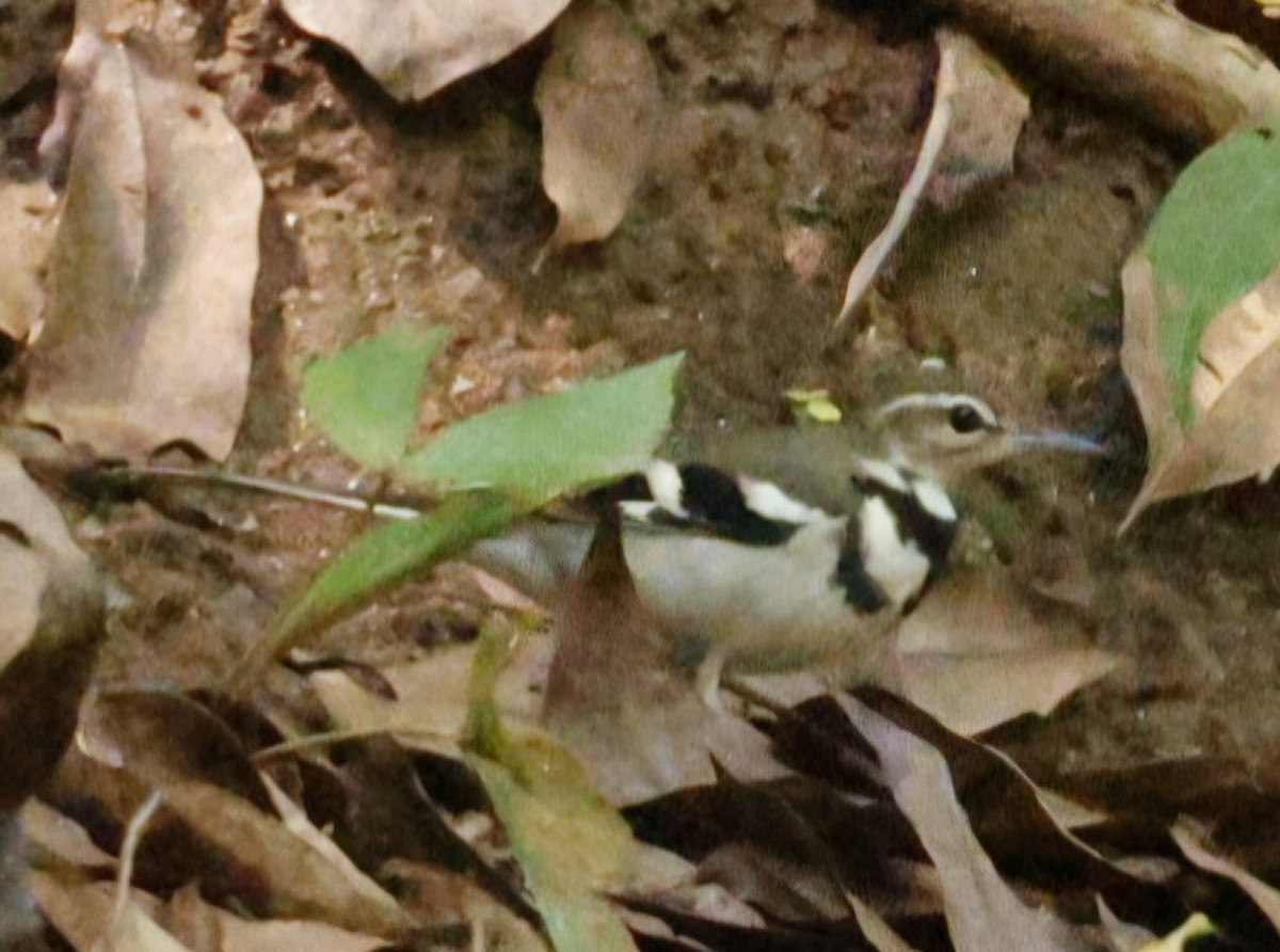 Forest Wagtail - ML644745435