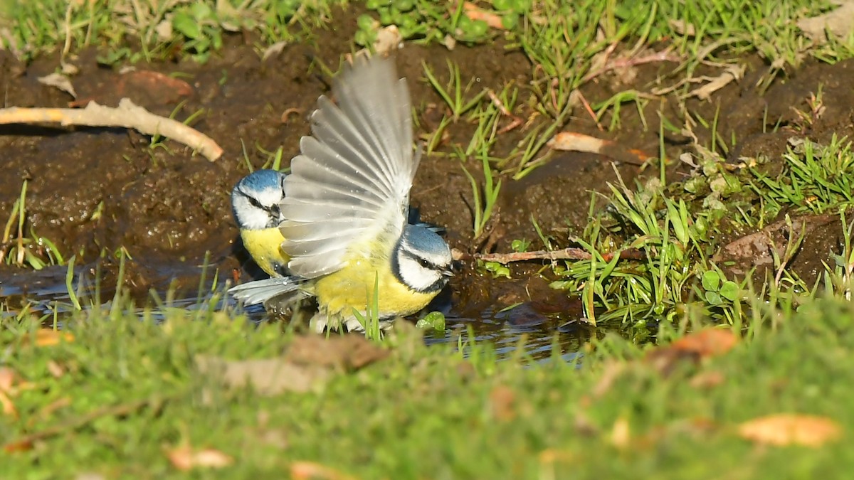 sýkora modřinka - ML644745452