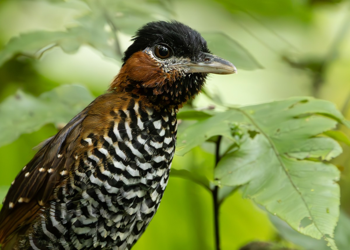 pitule černohlavá - ML644745456