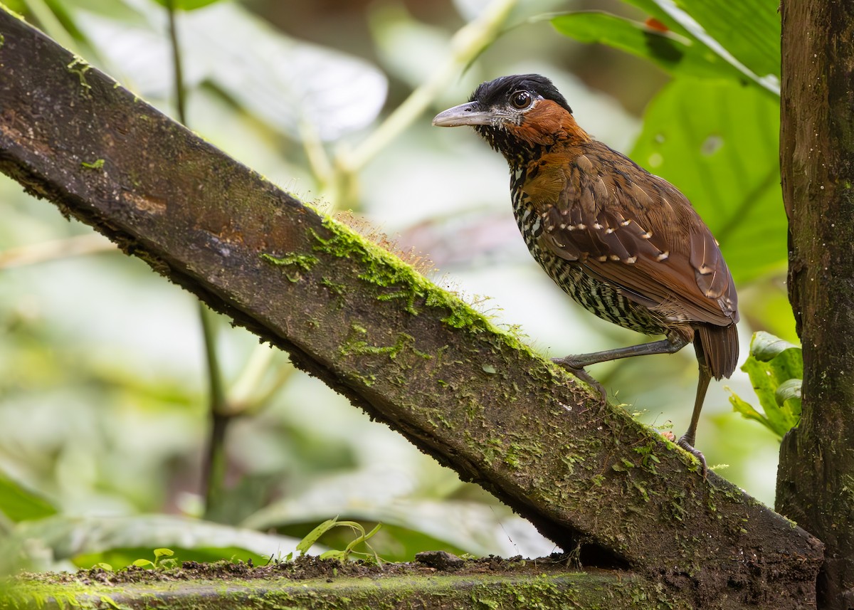 pitule černohlavá - ML644745458