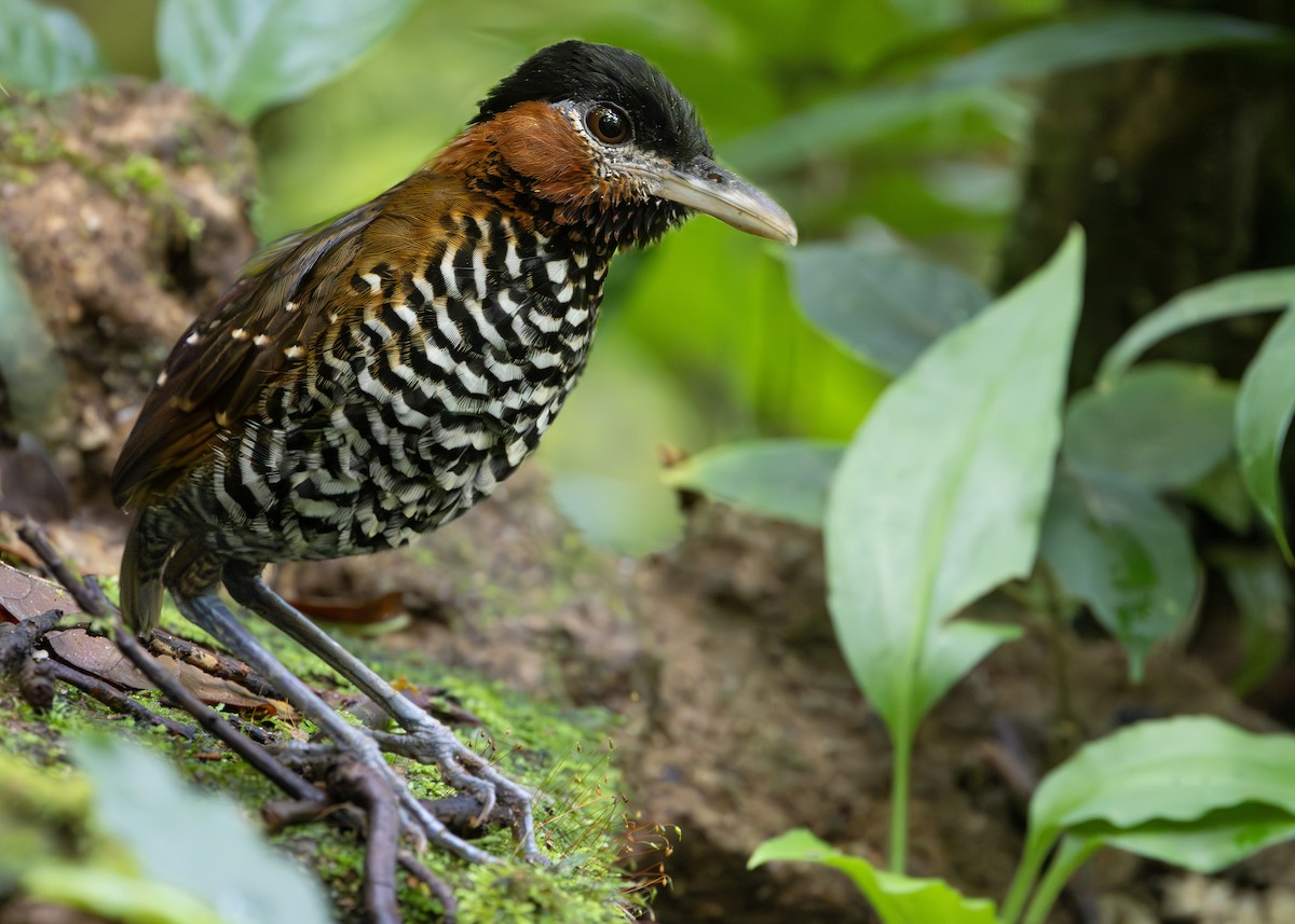 Black-crowned Antpitta - ML644745459