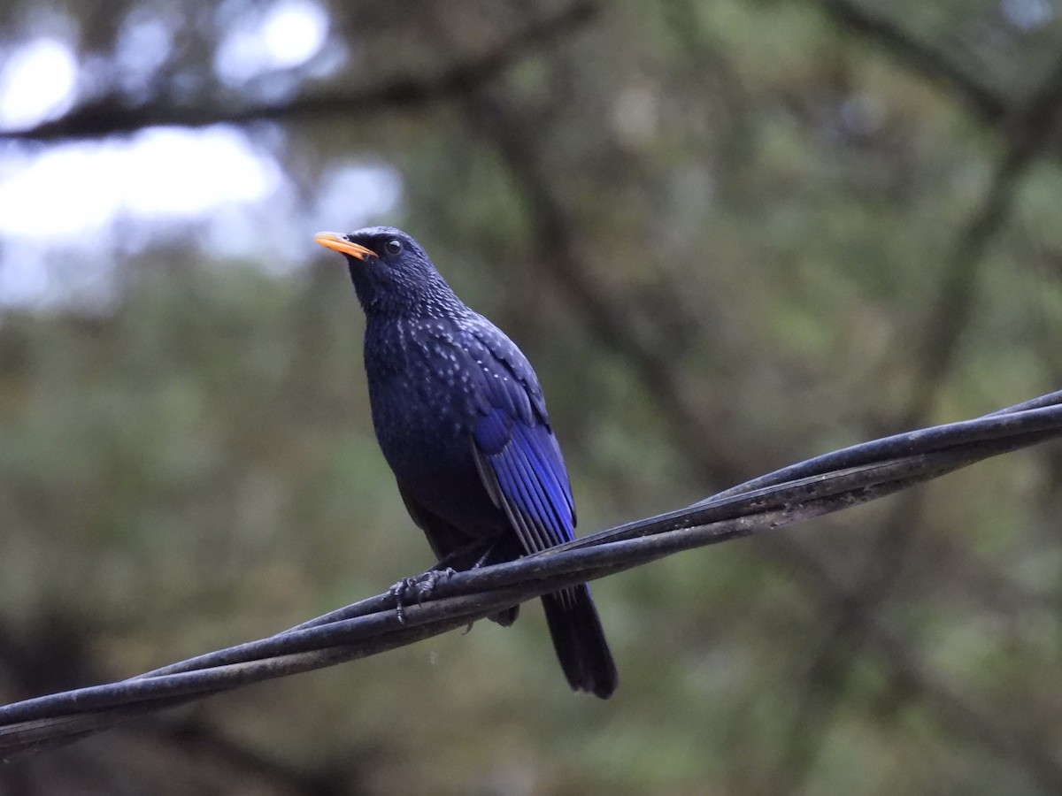 Blue Whistling-Thrush - ML644745460