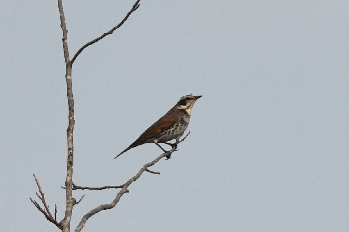 Dusky Thrush - ML644745462