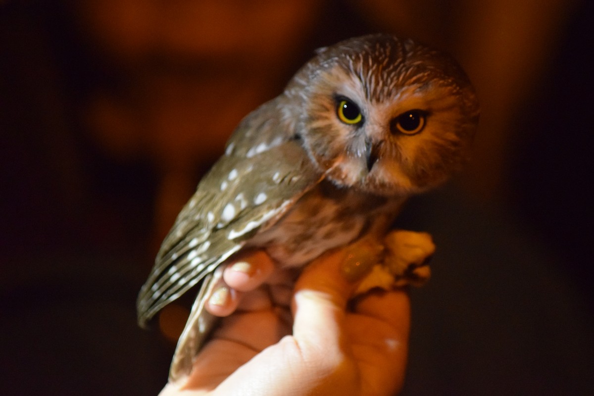 Northern Saw-whet Owl - ML644745463