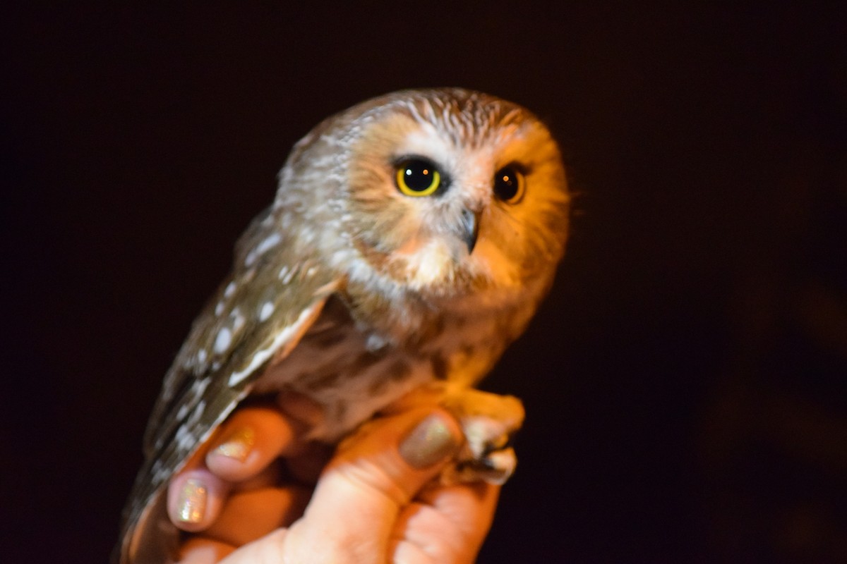 Northern Saw-whet Owl - ML644745464