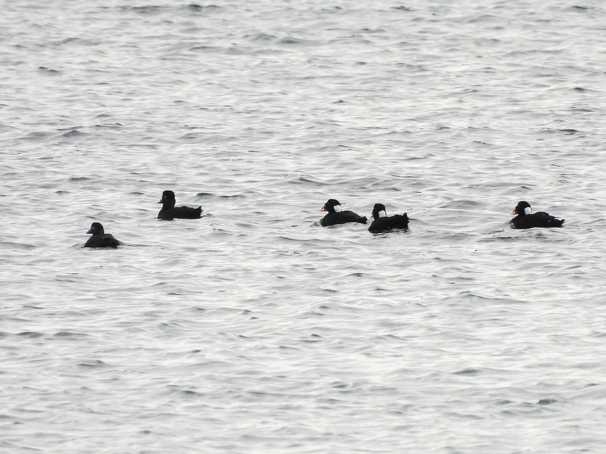 Surf Scoter - ML644745475