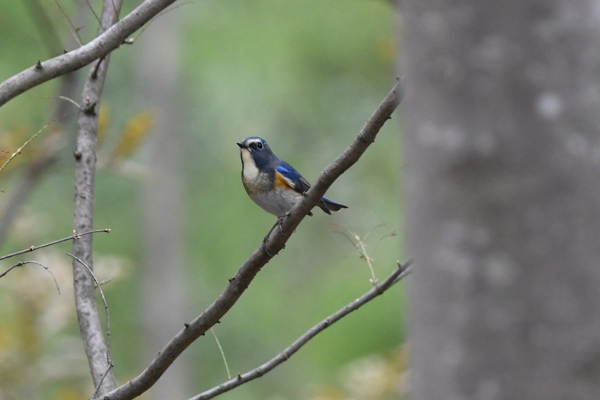 Red-flanked Bluetail - ML644745479