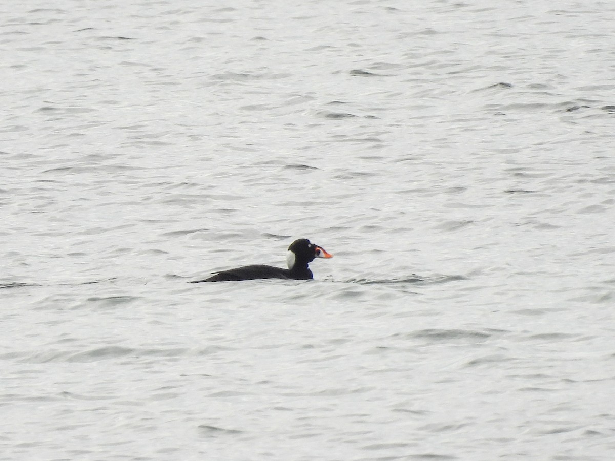 Surf Scoter - ML644745482
