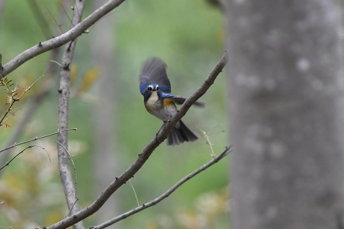 Red-flanked Bluetail - ML644745484