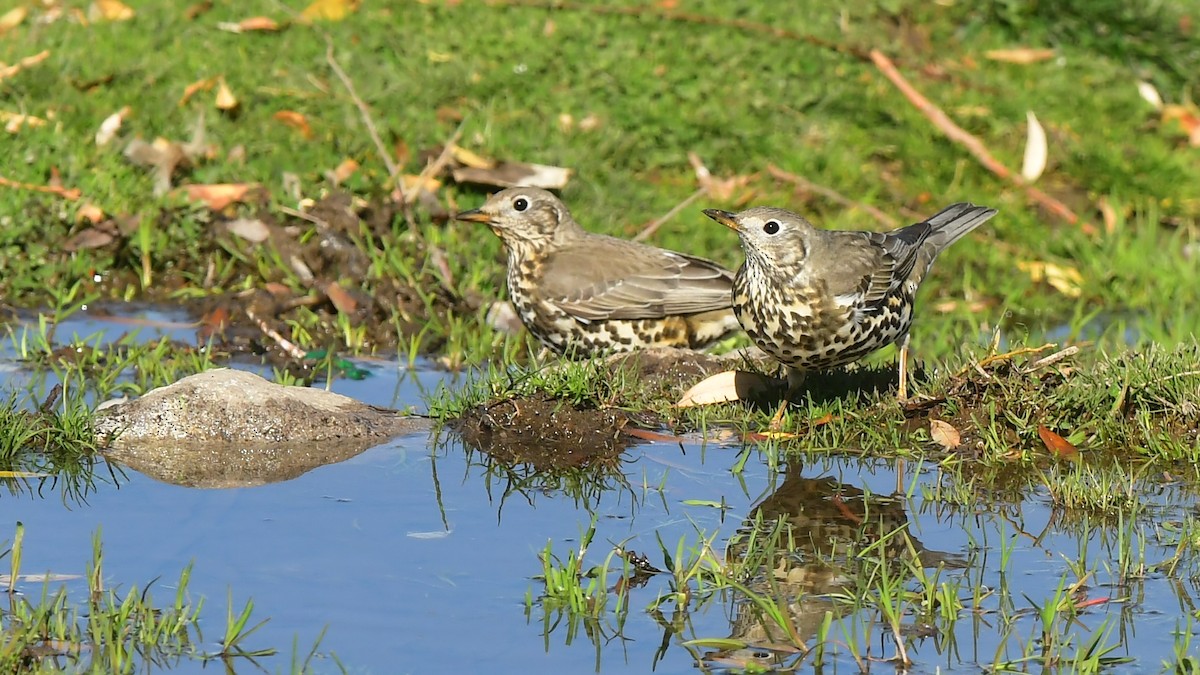 Song Thrush - ML644745489