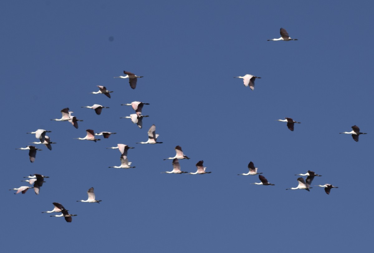 Espátula Rosada - ML644745490