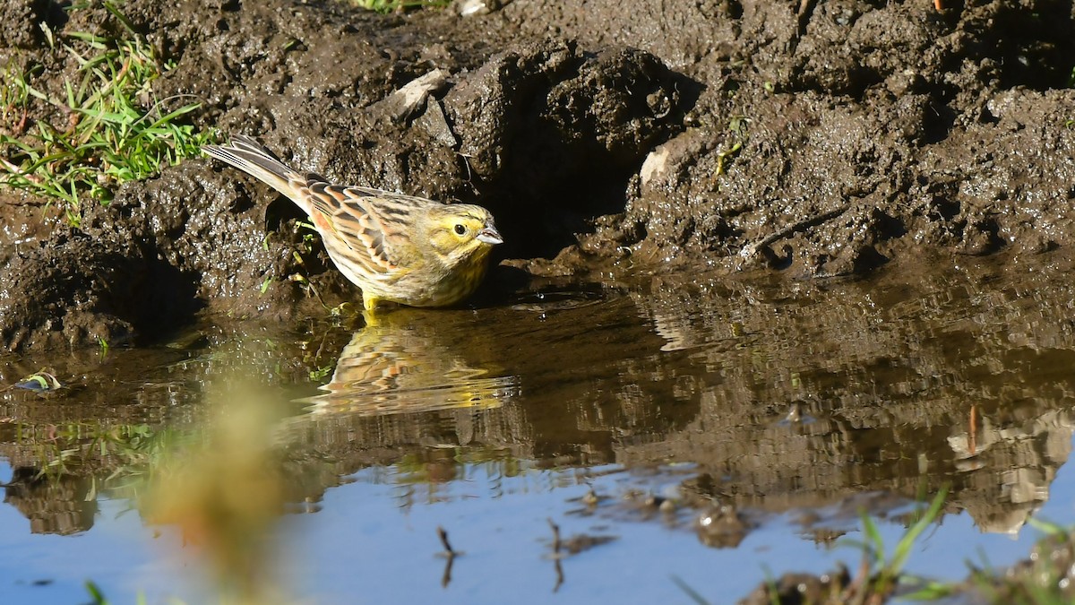 Yellowhammer - ML644745491