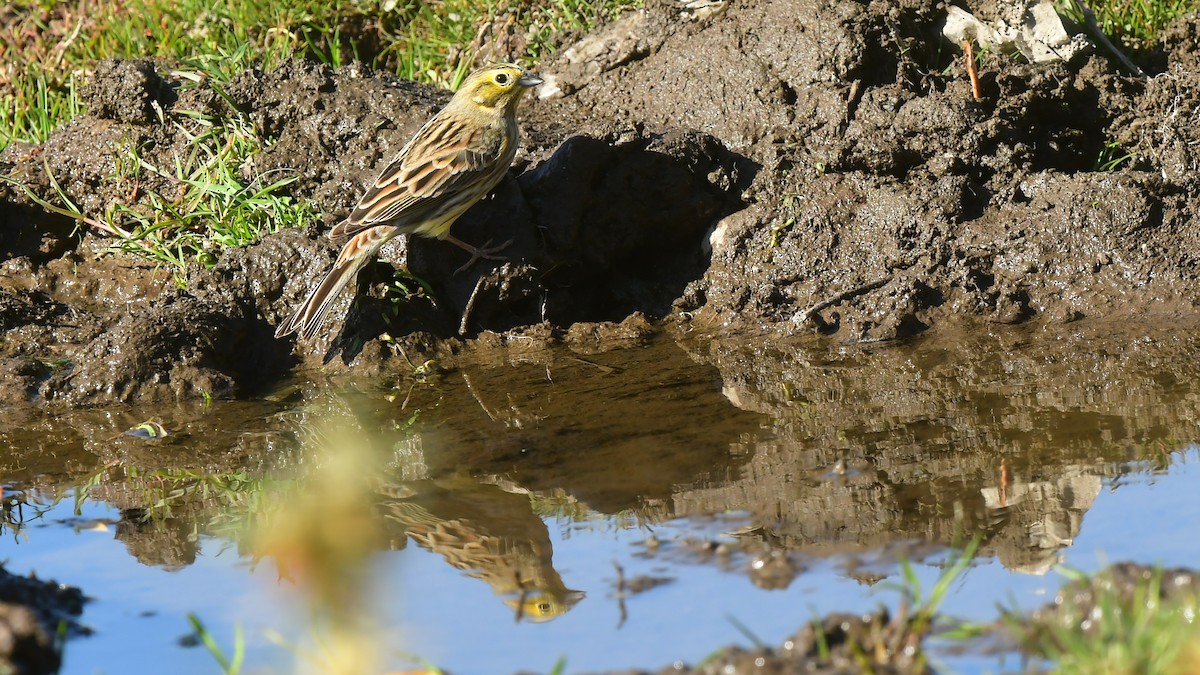Yellowhammer - ML644745492