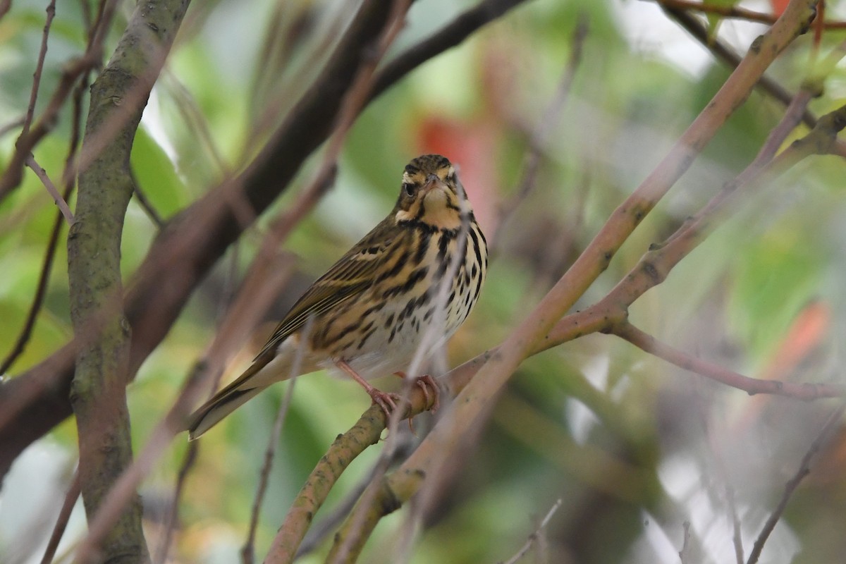 Olive-backed Pipit - ML644745495