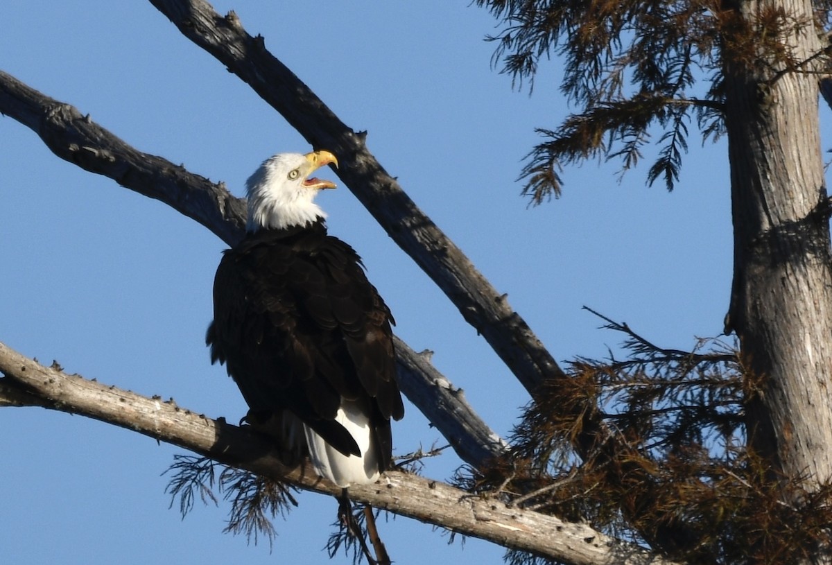 Pygargue à tête blanche - ML644745496