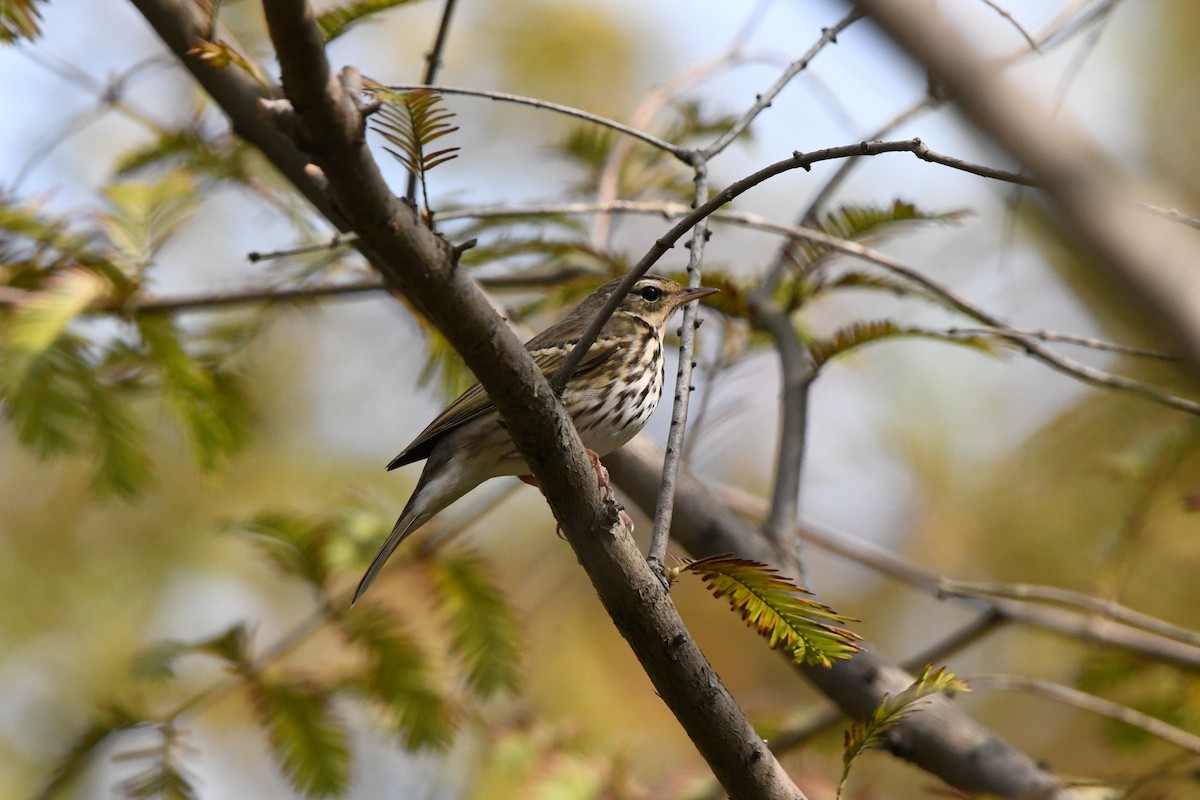Olive-backed Pipit - ML644745499