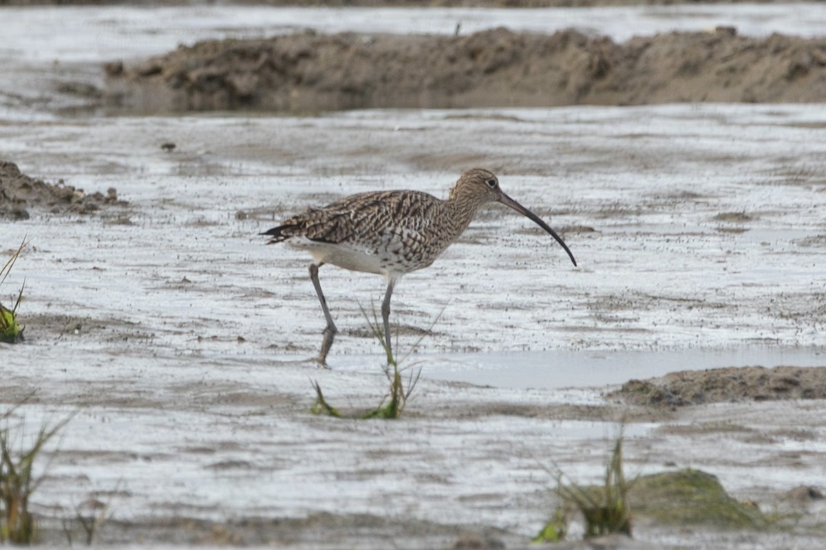 חרמשון גדול - ML644745501