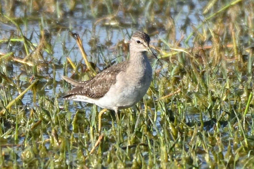 vodouš bahenní - ML644745506
