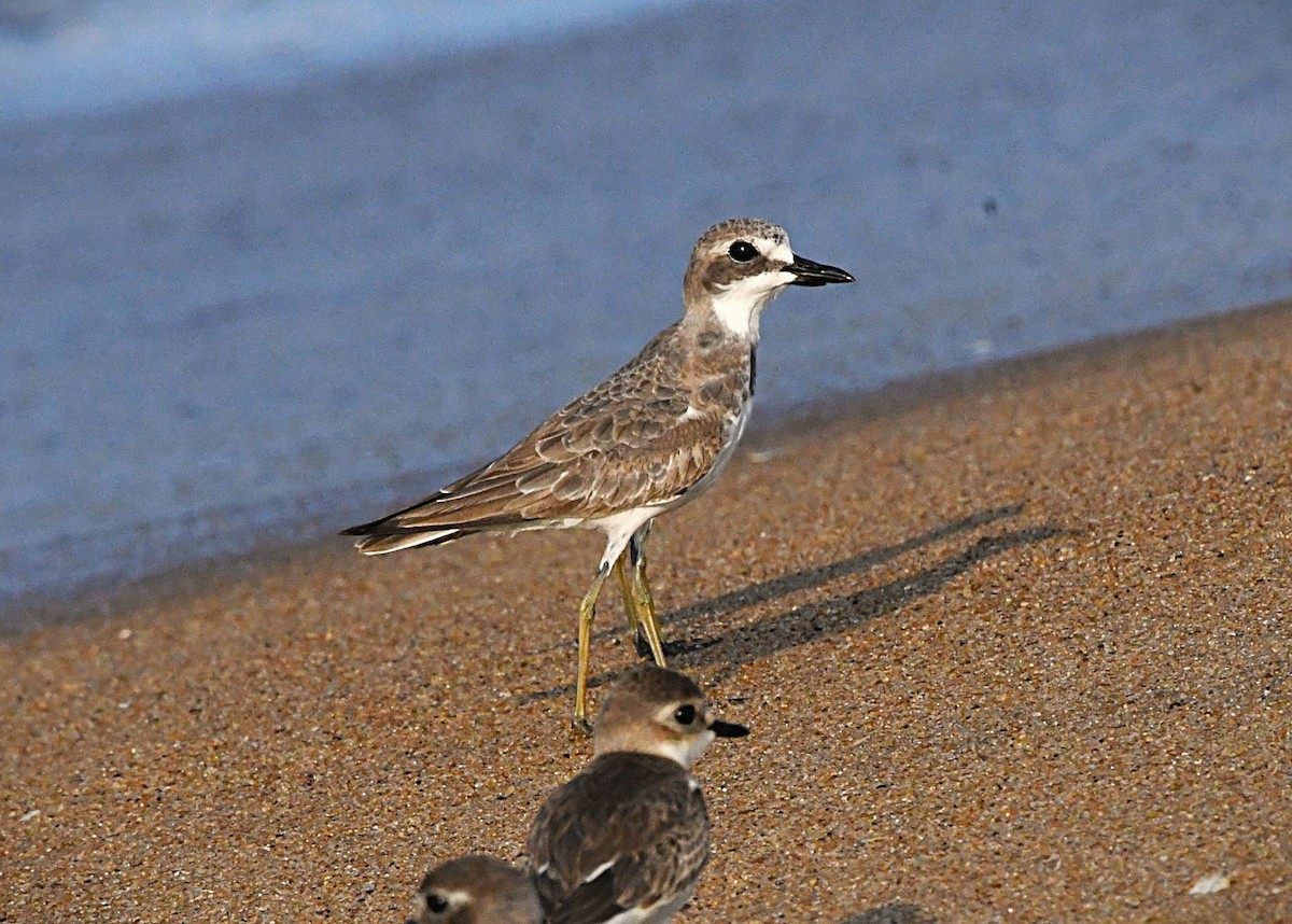 Chorlitejo Tibetano - ML644745515