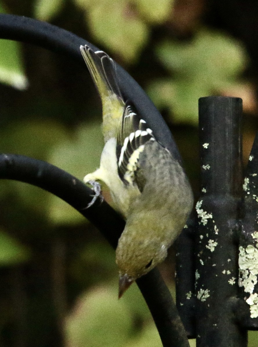 Western Tanager - ML644745532