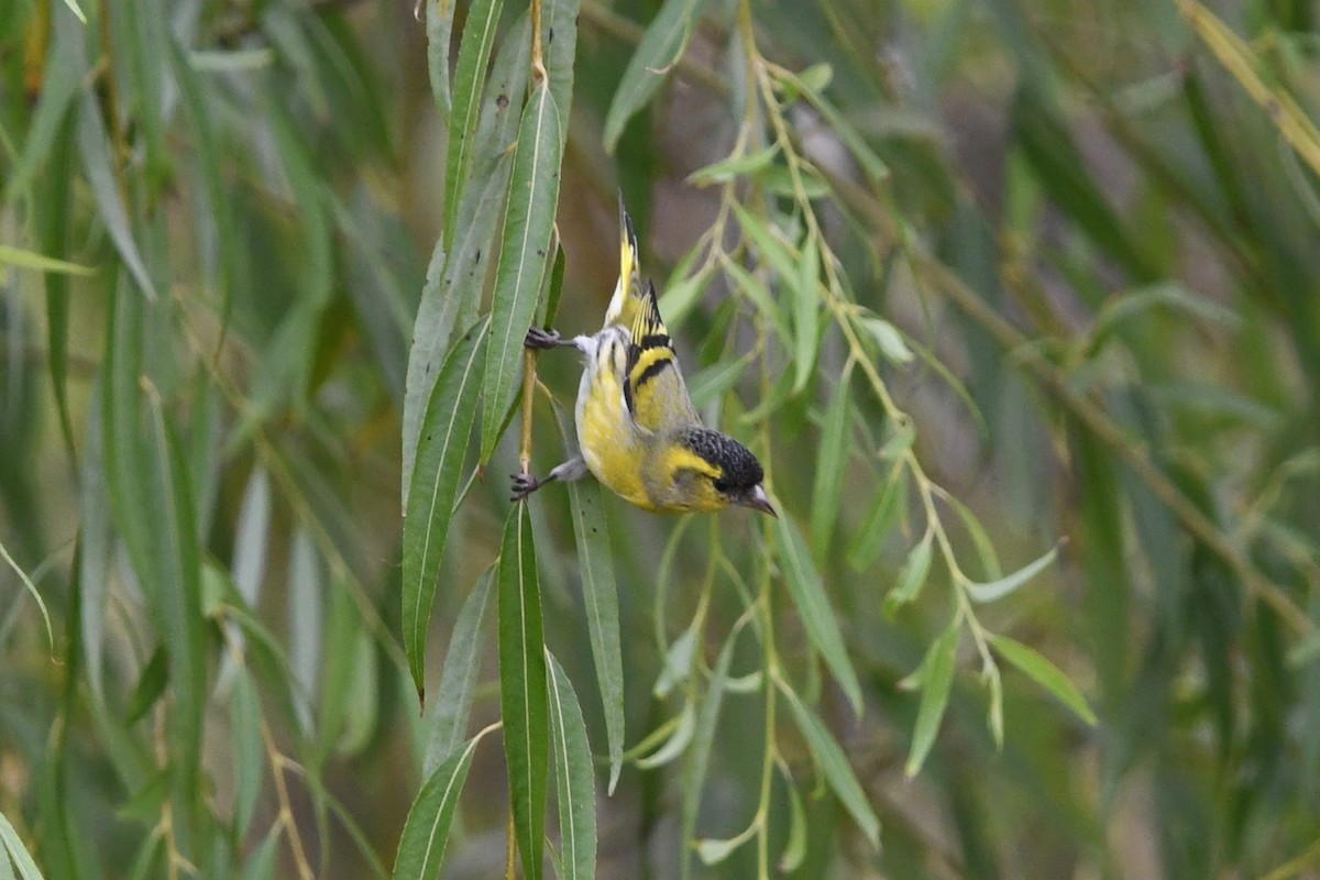 Eurasian Siskin - ML644745535