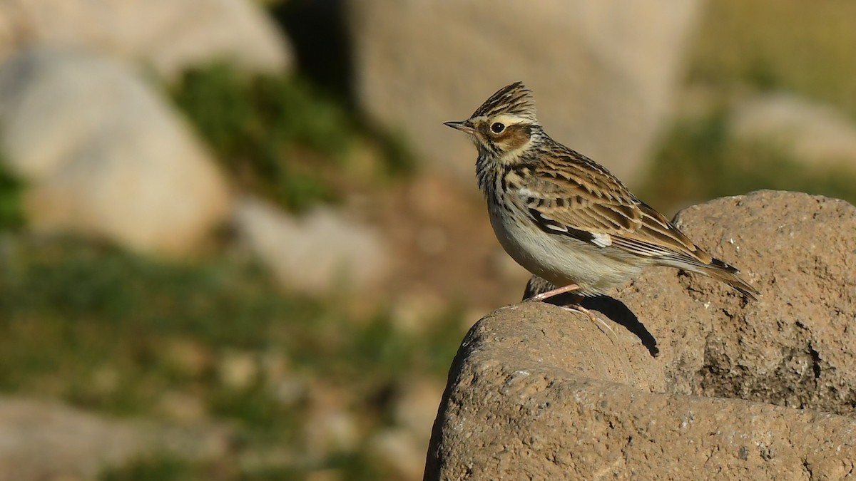 Wood Lark - ML644745536