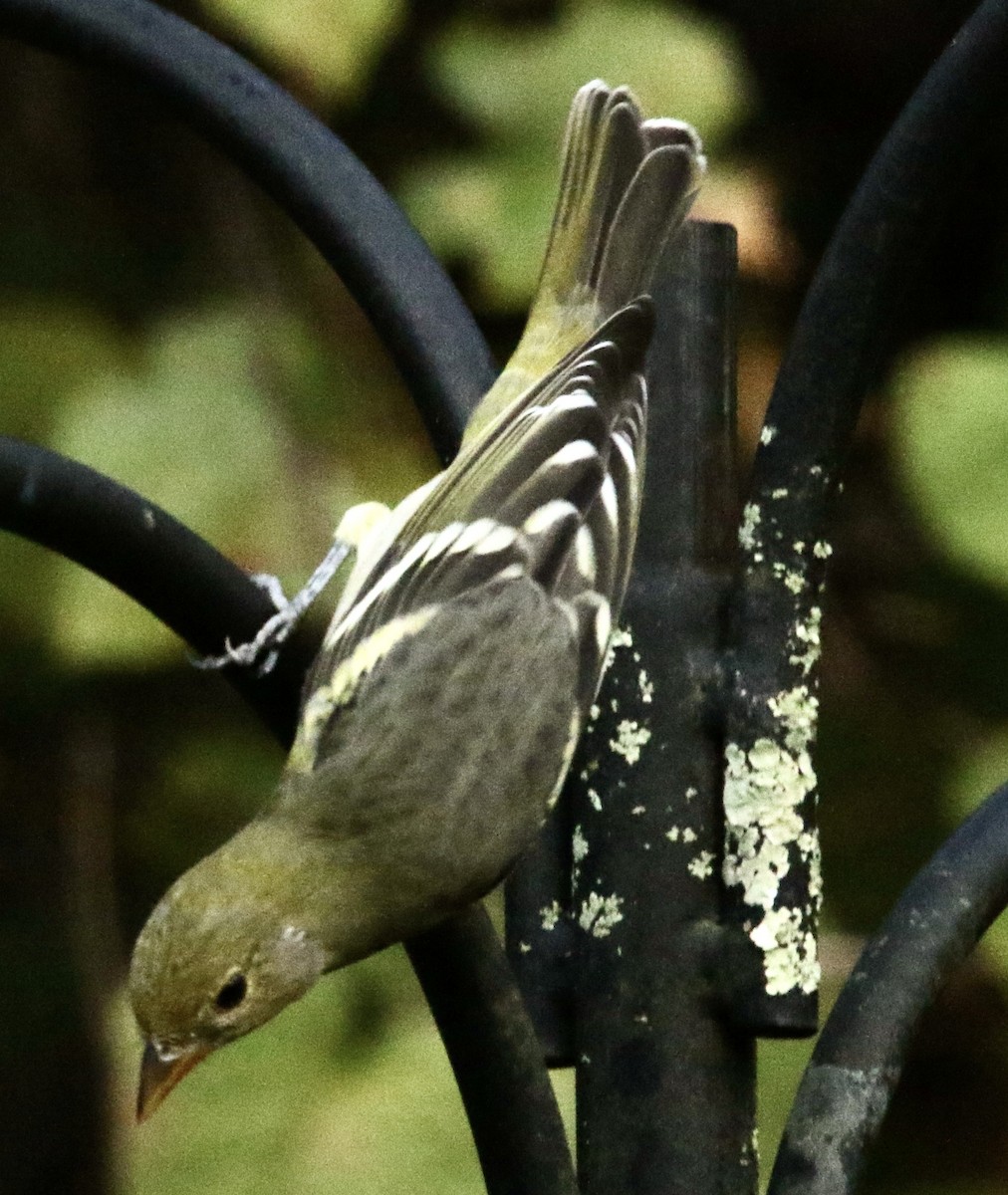 Western Tanager - ML644745538