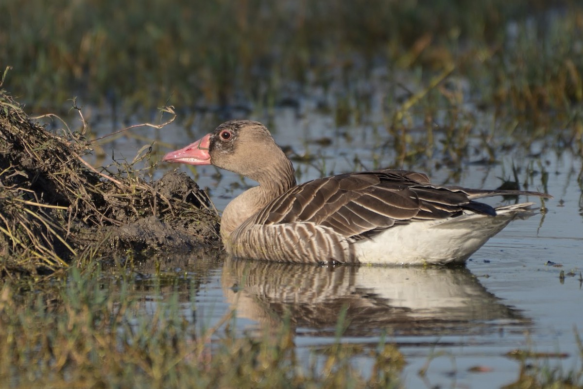 Graylag Goose - ML644745540