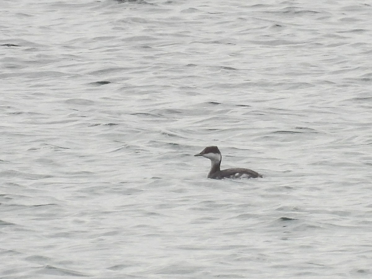 ミミカイツブリ - ML644745542