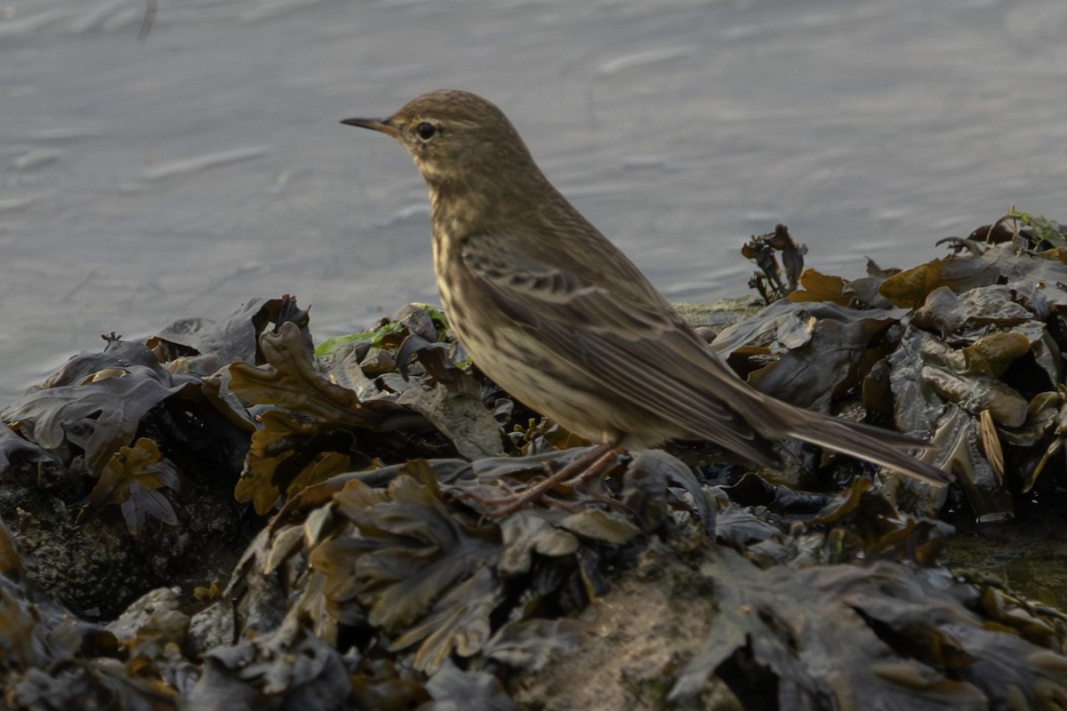 Rock Pipit - ML644745544