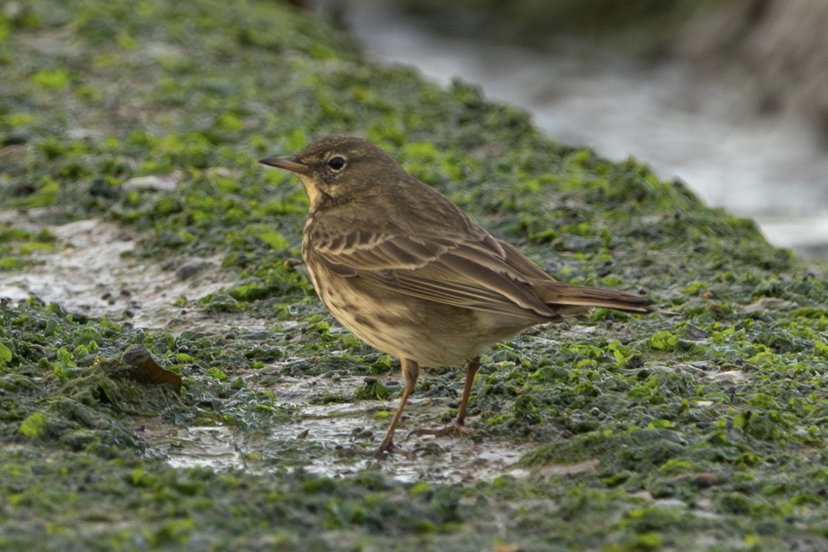 Rock Pipit - ML644745545