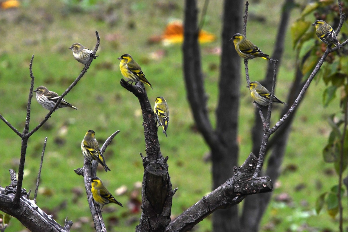 Eurasian Siskin - ML644745547