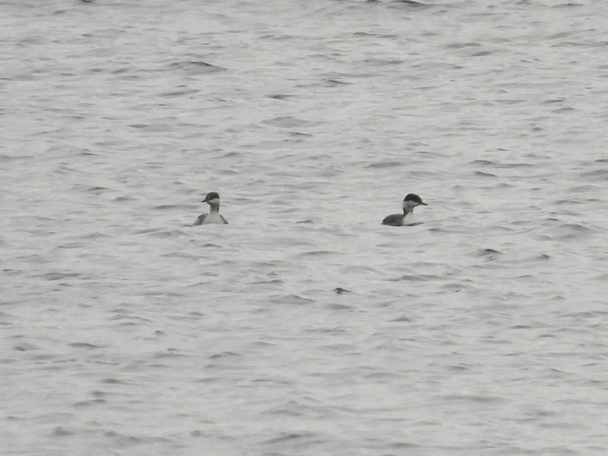 ミミカイツブリ - ML644745548