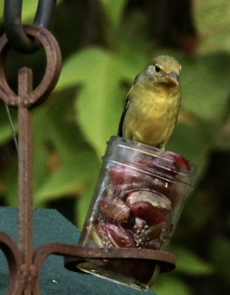 Western Tanager - ML644745549