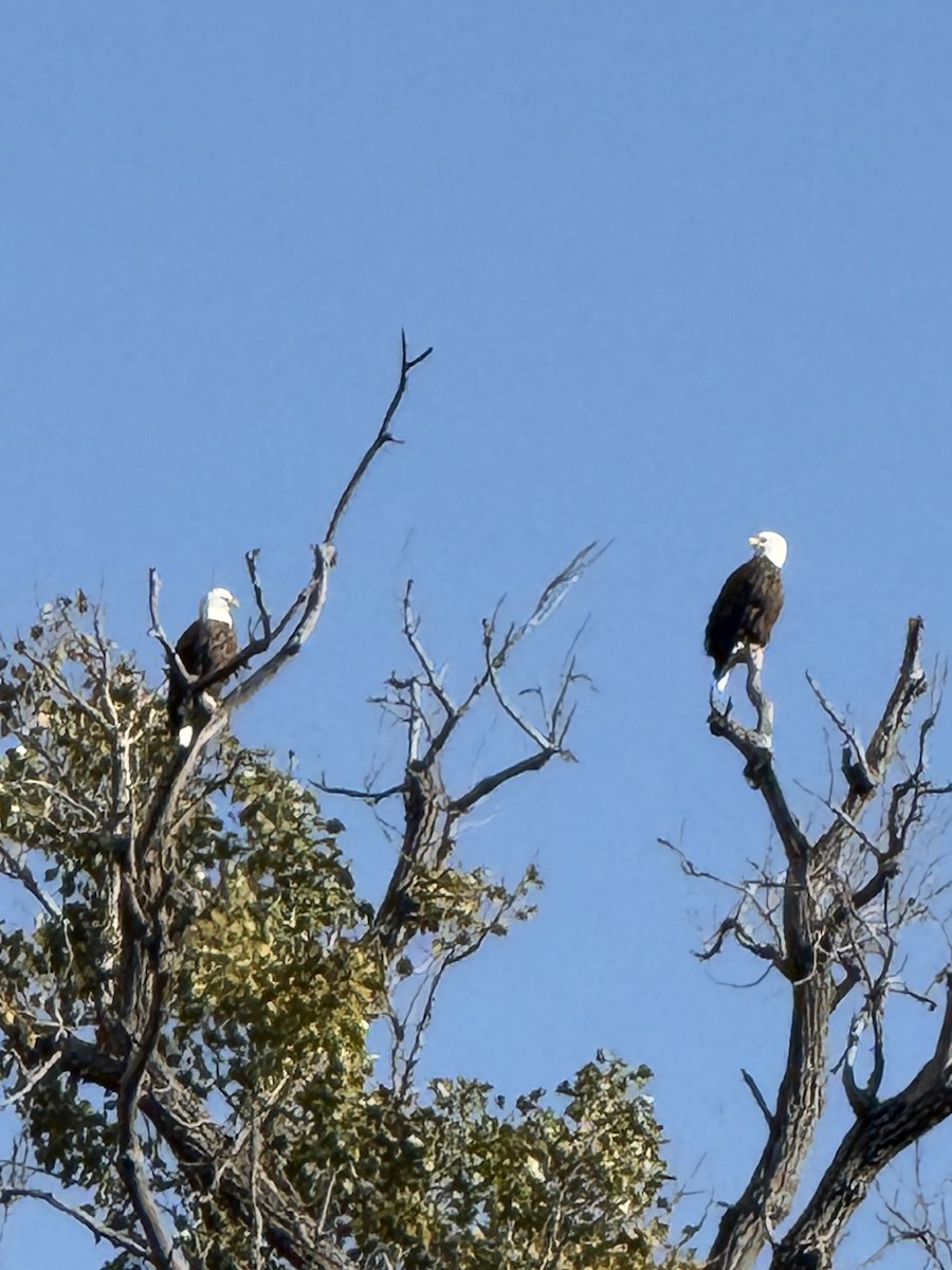 Bald Eagle - ML644745550