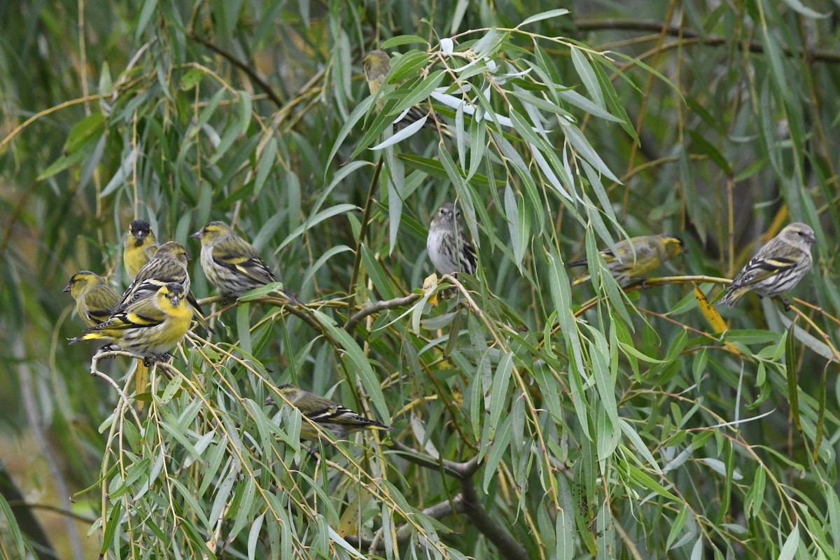 Eurasian Siskin - ML644745551