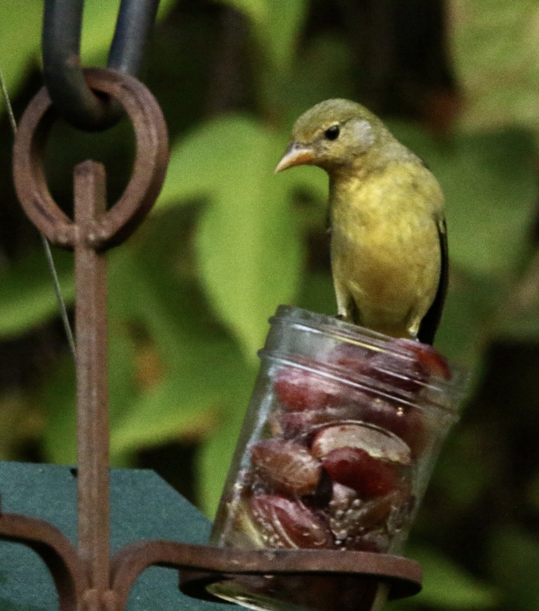 Western Tanager - ML644745553