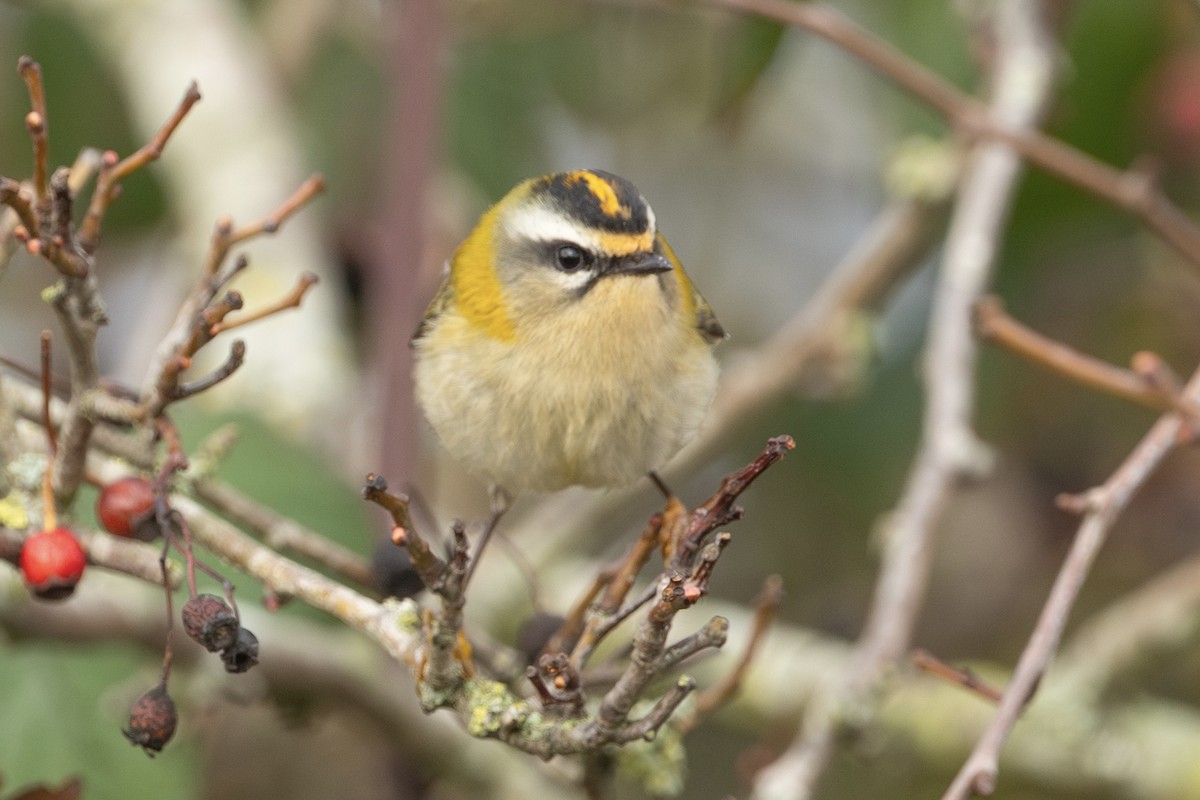 Common Firecrest - ML644745554