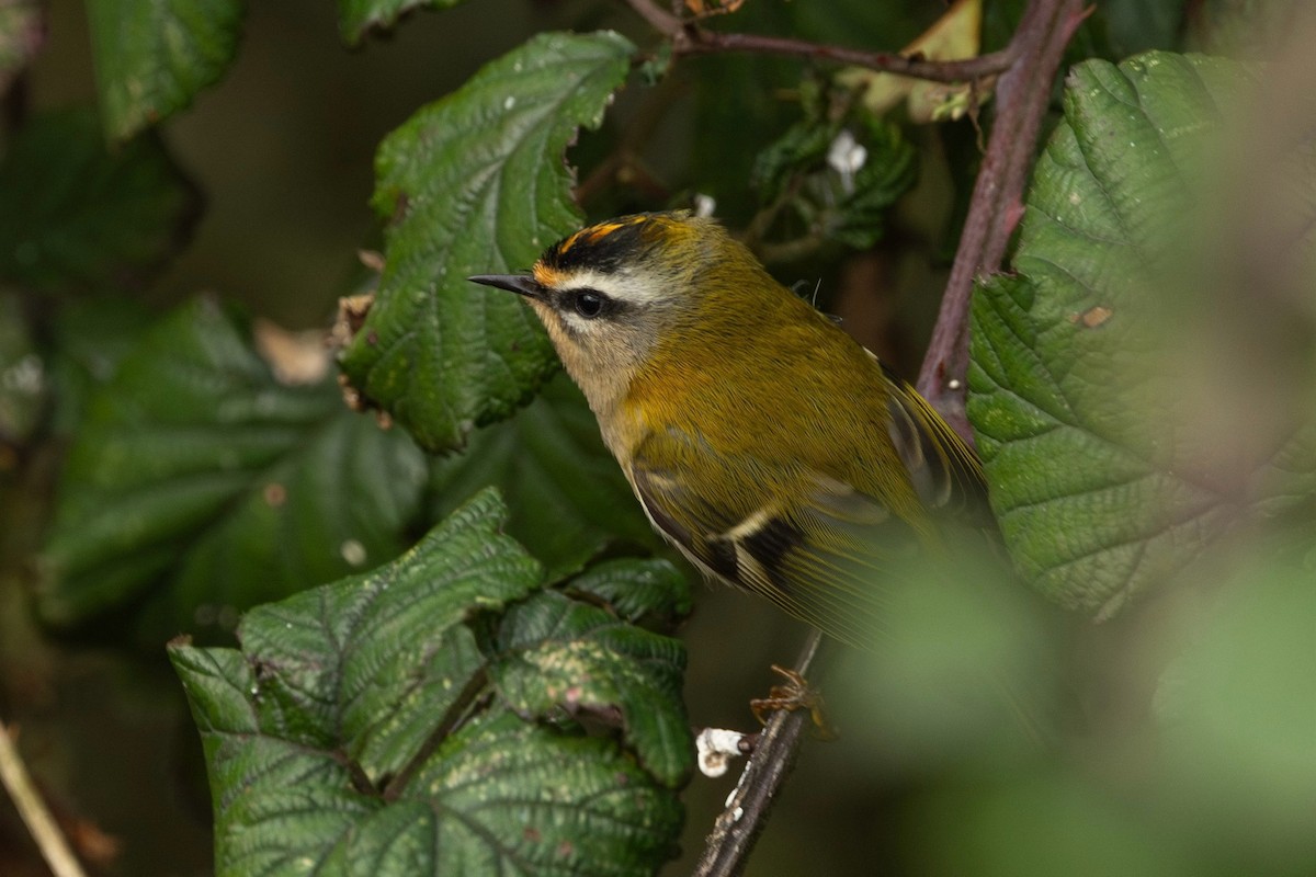 Common Firecrest - ML644745555