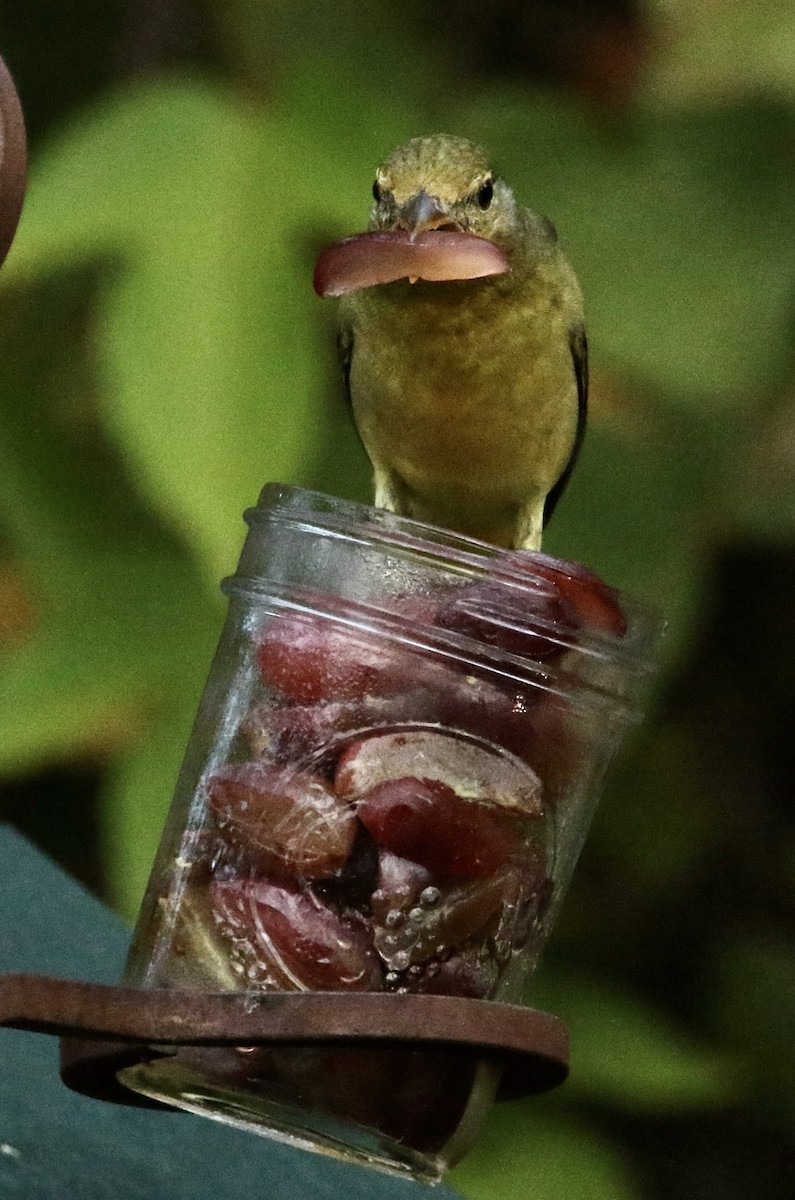 Western Tanager - ML644745557