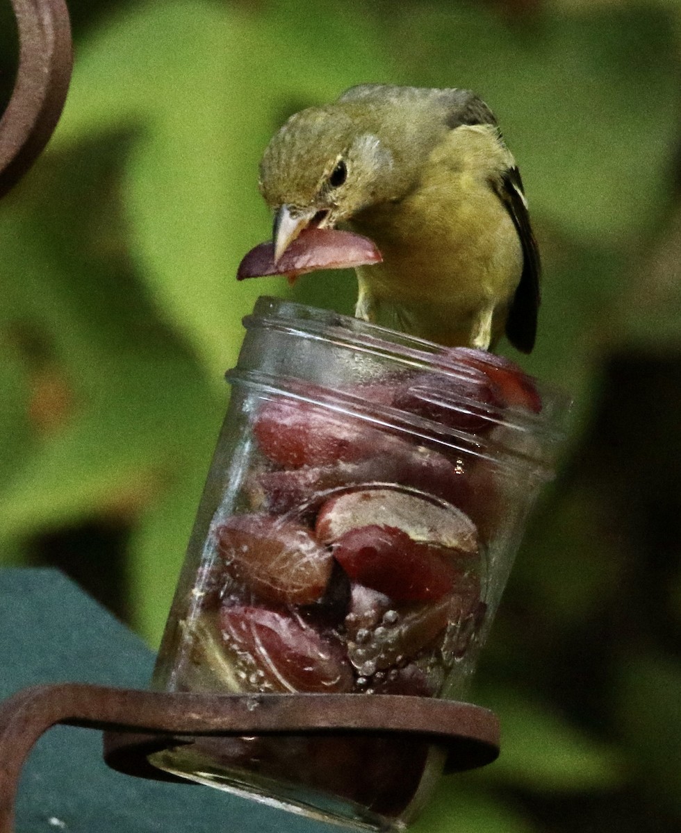 Western Tanager - ML644745558