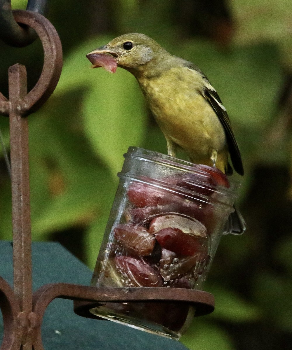 Western Tanager - ML644745559