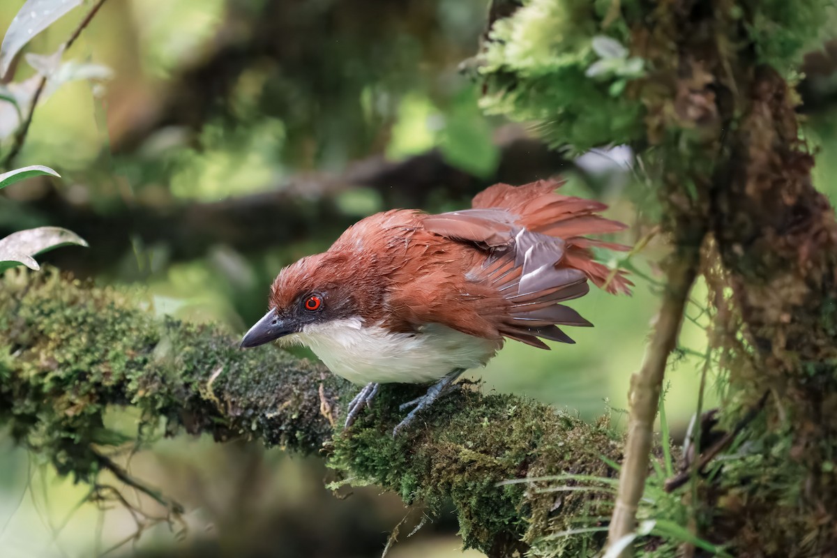 Great Antshrike - ML644745570
