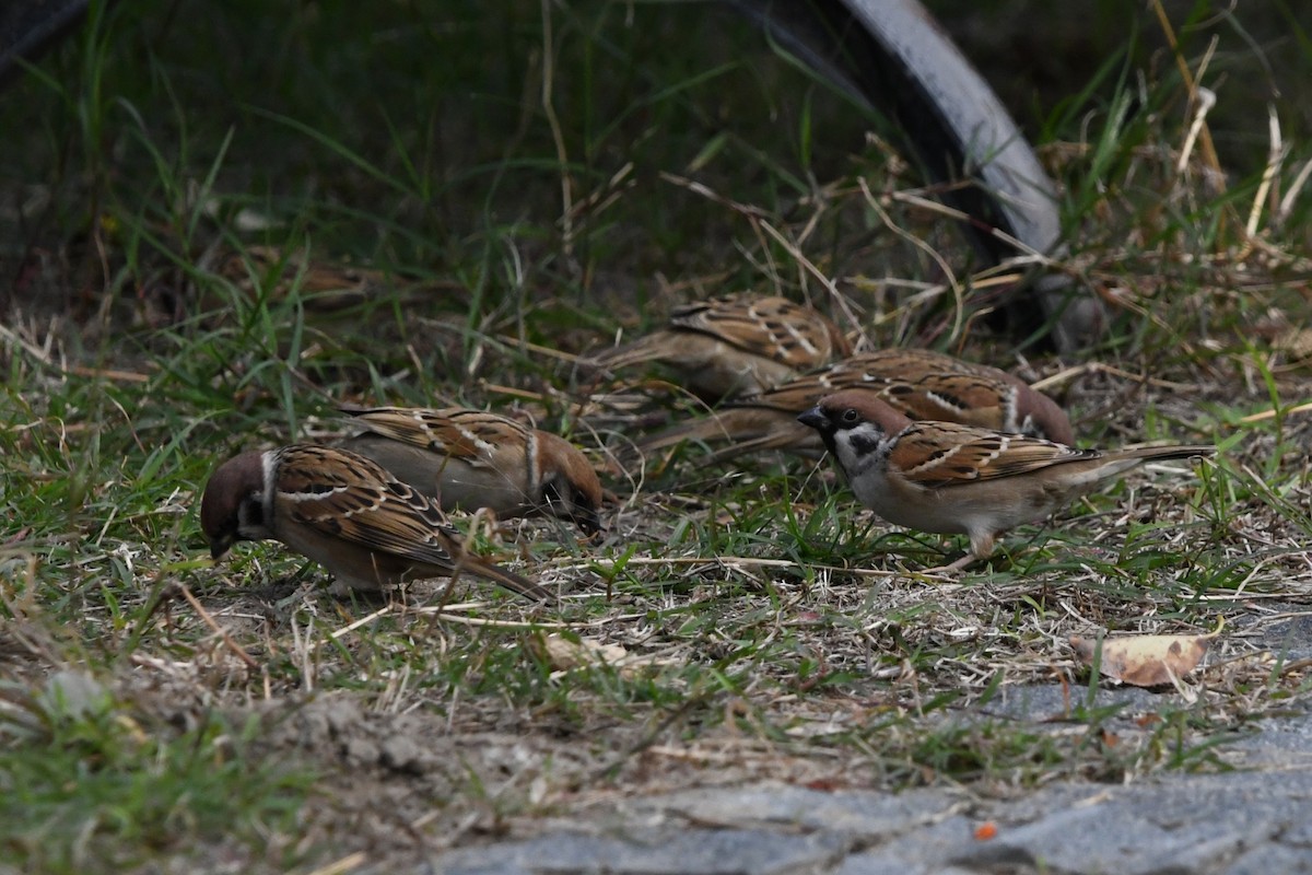 Eurasian Tree Sparrow - ML644745574
