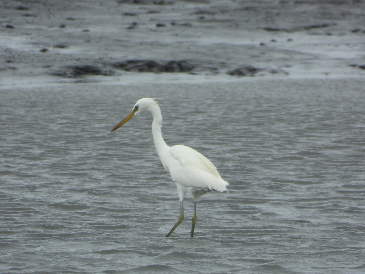 Chinese Egret - ML644745603