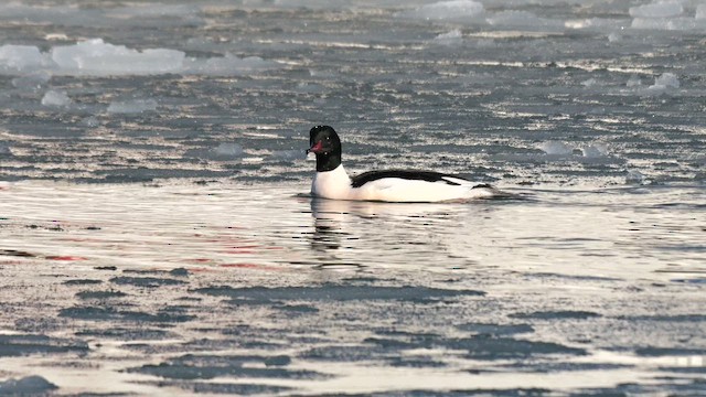 Smergo maggiore (merganser/orientalis) - ML644745617